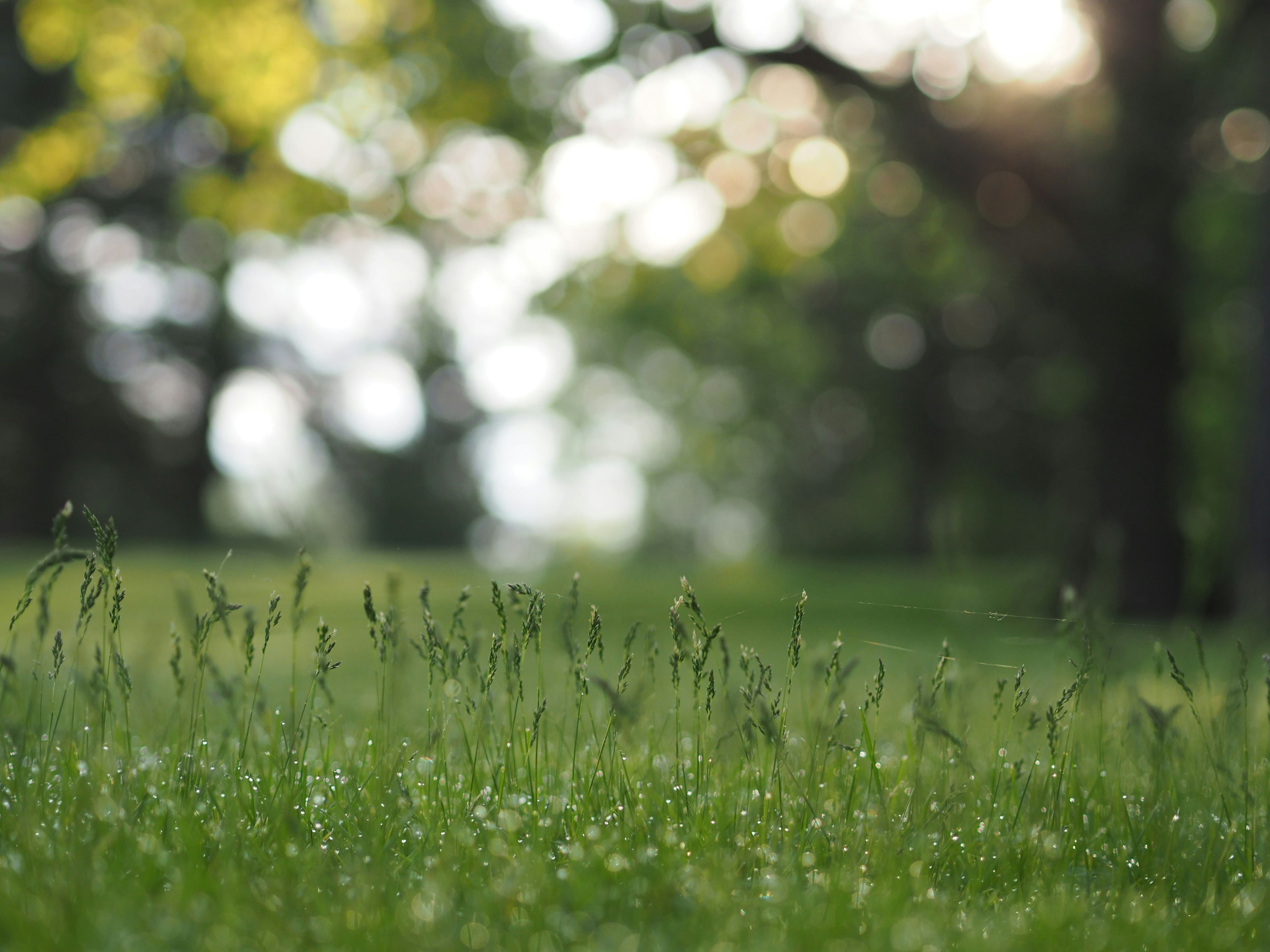 Top 15 Leading Lawn Care Websites