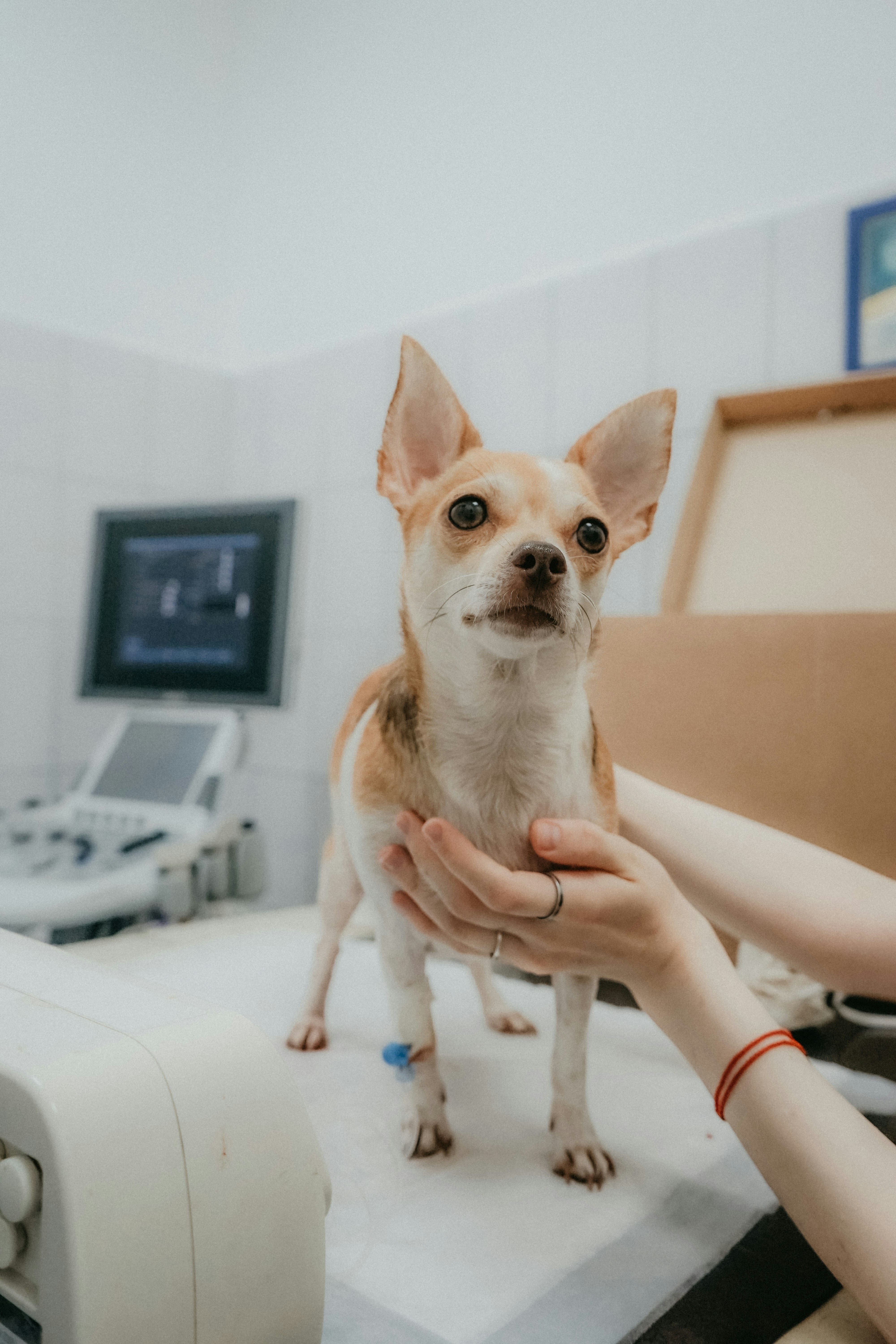 8 Best Veterinary Websites of 2025