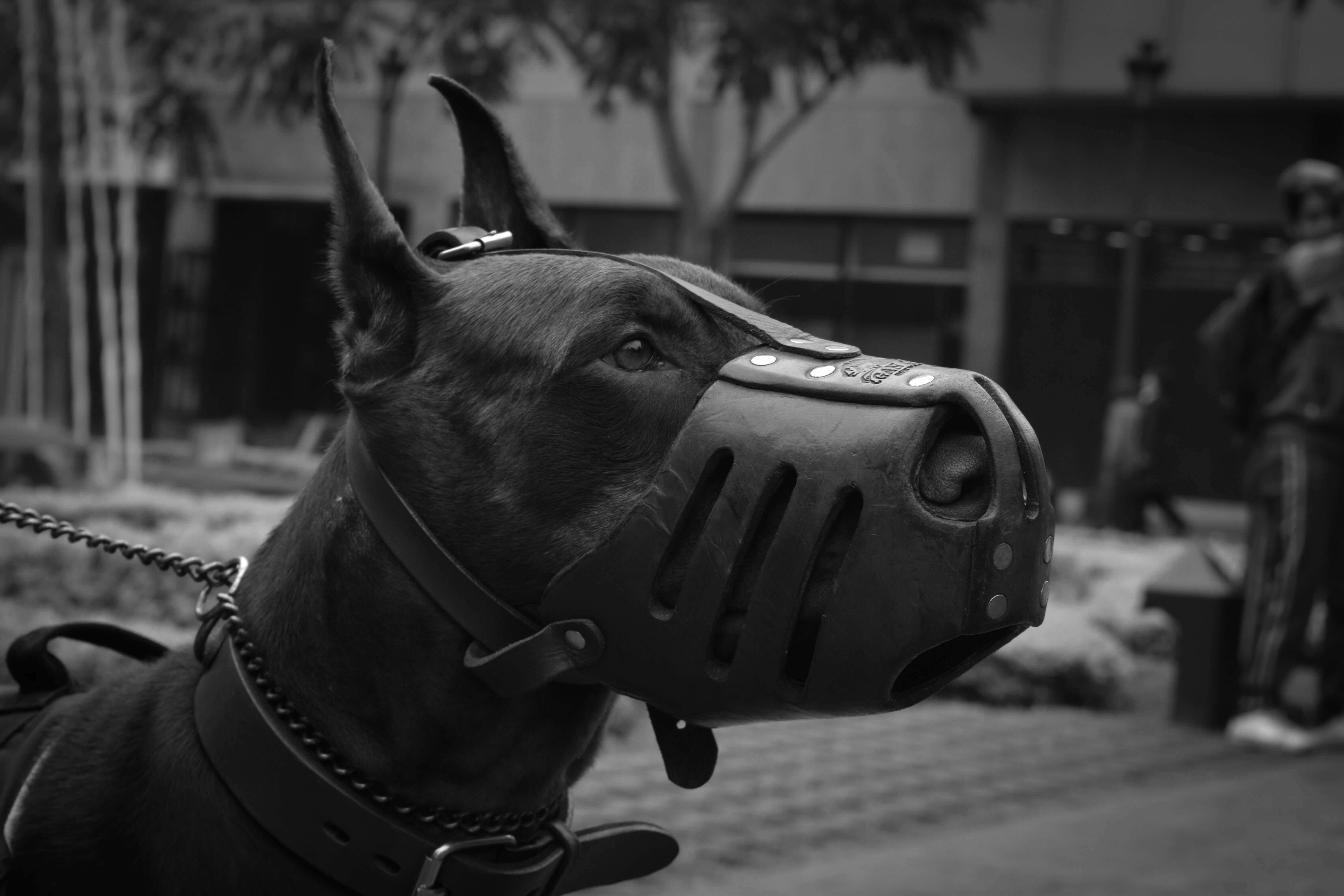 Best Animal Control Websites in 2025